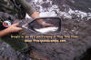 Fisherman with fish jpg
