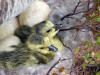 Baby Geese 2