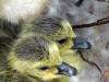 Baby Geese