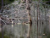 Beaver at house.jpg