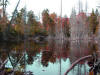 Beaver flowage.jpg