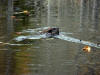 Beaver1.jpg