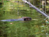 Beaver2.jpg