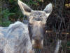 Moose