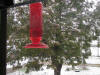 Humming bird in snow 