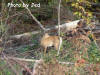 Deer2.jpg