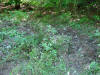 Lightning Strike 1.jpg