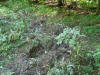 Lightning Strike 2.jpg