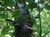 Lightning Strike 4.jpg