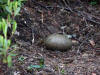 Loon Egg