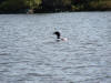 Loon on Frost Pond