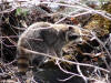 Spring Raccoon