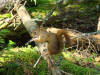 Red Squirrel