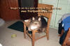 Rocky in cabin jpg