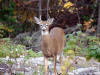 Spike buck 07