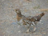 Spruce Hen