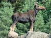 Summer Moose.jpg