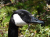 Goose 2