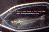 Salmon in net jpg