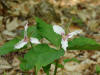 Trillium