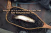 Trout in net jpg