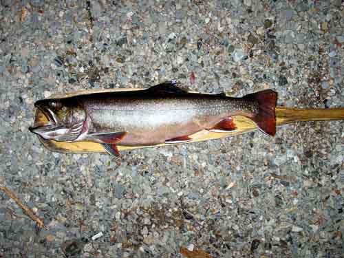 Fish jpg